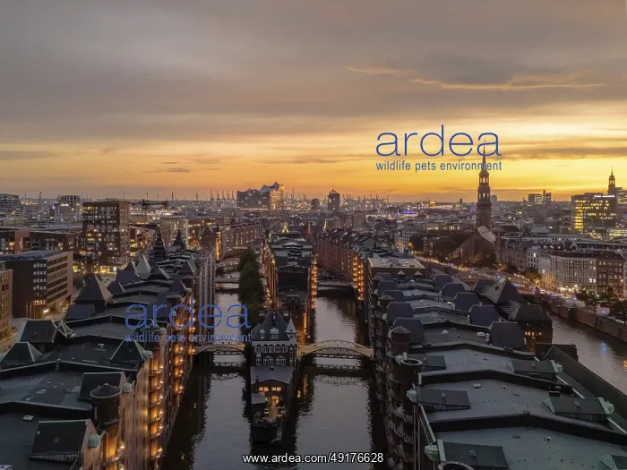 : Aerial view of the Speicherstadt Hamburg with evening lighting and view over the harbour with Elbphilharmonie : Aerial view of the Speicherstadt Hamburg with evening lighting and view over the harbour with Elbphilharmonie