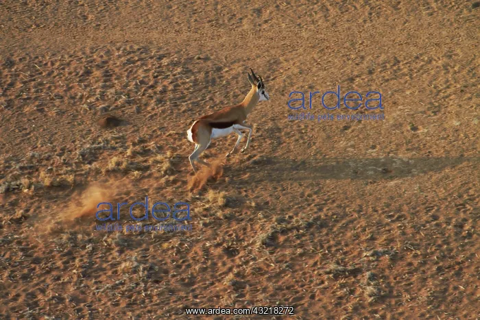 : Aerial view of Springbok running, Namib : Aerial view of Springbok running, Namib