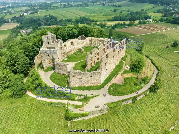 : Aerial view of Staufen Castle, on a vineyard, Schlossberg : Aerial view of Staufen Castle, on a vineyard, Schlossberg