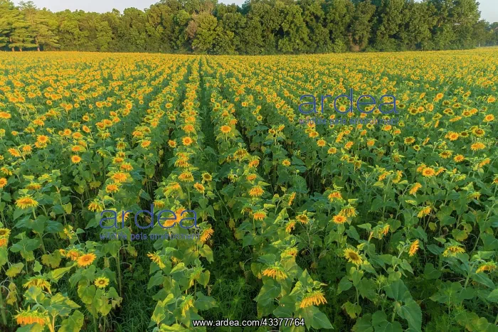 : Aerial view of a Sunflower field at sunrise, Jasper : Aerial view of a Sunflower field at sunrise, Jasper