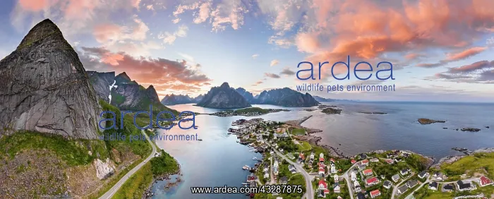 : Aerial view, sunset at Reinefjord with mountains : Aerial view, sunset at Reinefjord with mountains