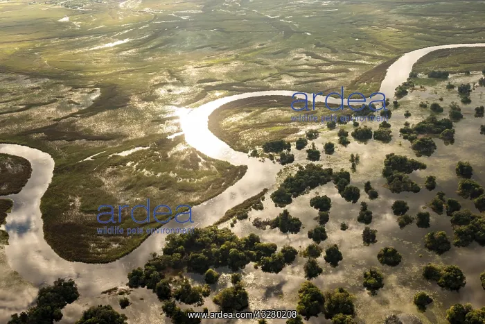 : Aerial view, Swamp area, Okavango Delta, Botswana : Aerial view, Swamp area, Okavango Delta, Botswana