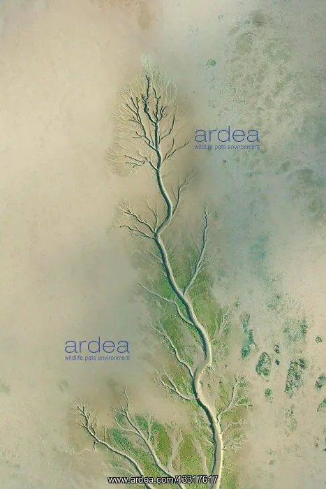 : Aerial view, tidal creek in the Elbe at low tide : Aerial view, tidal creek in the Elbe at low tide