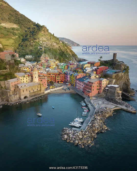 : Aerial view, town view with colourful houses, Vernazza : Aerial view, town view with colourful houses, Vernazza