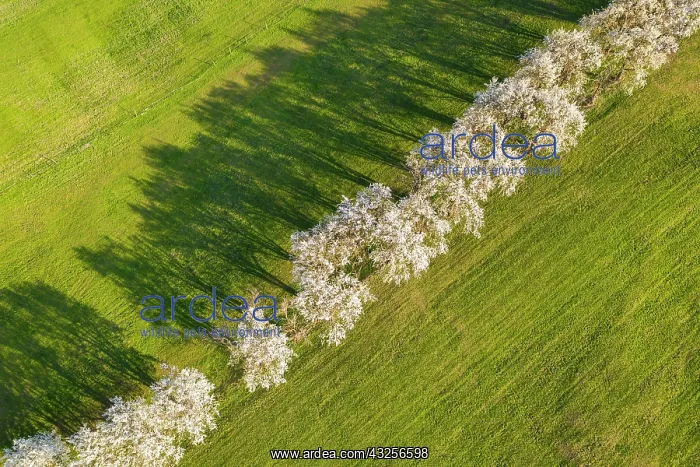 : Aerial view, tree avenue, flowering fruit trees : Aerial view, tree avenue, flowering fruit trees