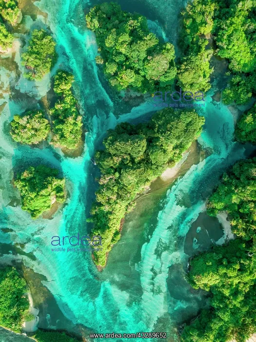: Aerial view, tropical mangrove islands in the Caribbean : Aerial view, tropical mangrove islands in the Caribbean