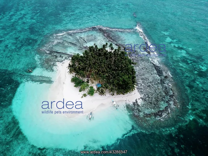 : Aerial view, tropical palm island with sandy beach : Aerial view, tropical palm island with sandy beach