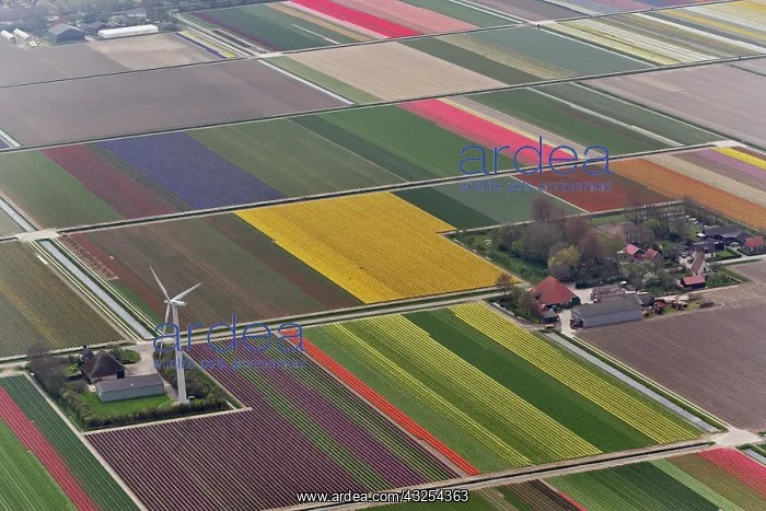  : Aerial view of tulip and hyacinth flower