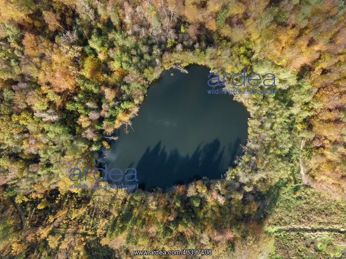 : Aerial view, top down view of Litzelsee with autumn : Aerial view, top down view of Litzelsee with autumn