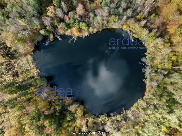 : Aerial view, top down view of Litzelsee with autumn : Aerial view, top down view of Litzelsee with autumn