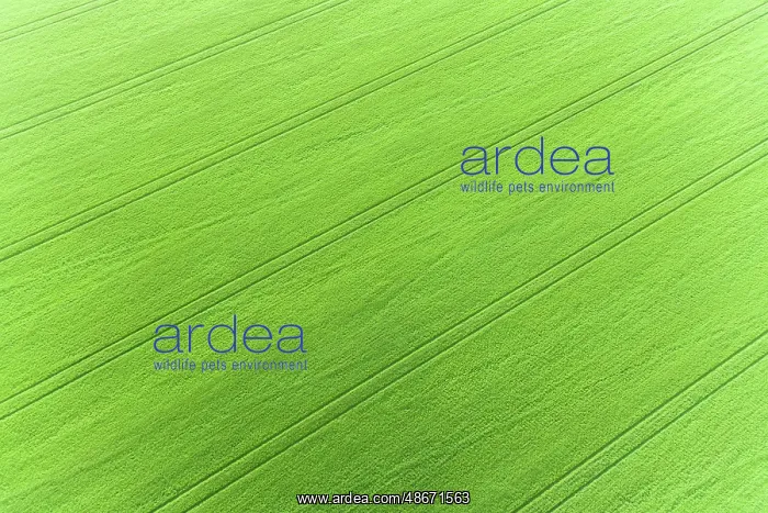 : Aerial view of wheat field, Marion County, Illinois : Aerial view of wheat field, Marion County, Illinois