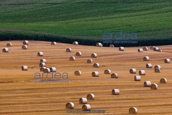 : Aerial view of wheat and maize fields in Pfaffendorf : Aerial view of wheat and maize fields in Pfaffendorf