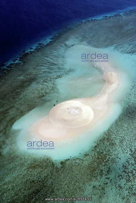 : Aerial view of white sand beach, Mayotte, Comoros Islands : Aerial view of white sand beach, Mayotte, Comoros Islands