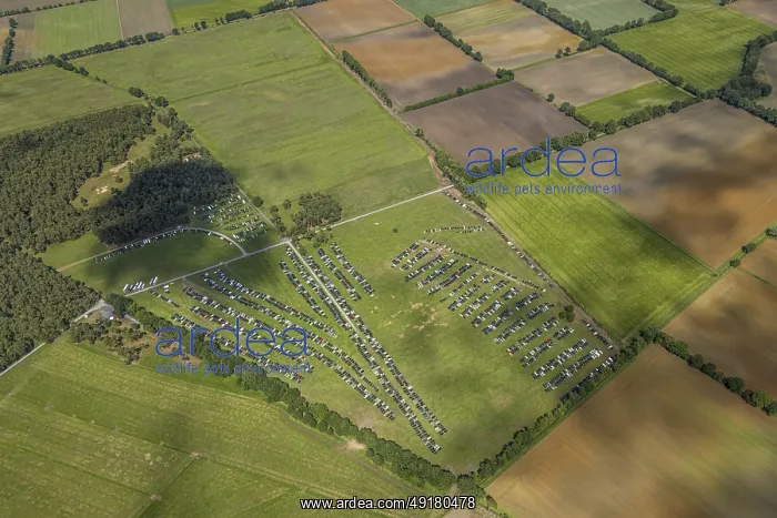 : Aerial view, wild stallion catch in Merfelder Bruch near Dulmen : Aerial view, wild stallion catch in Merfelder Bruch near Dulmen