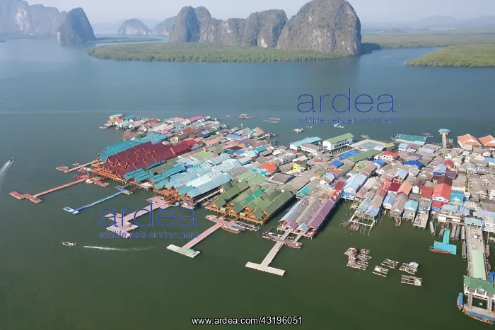 : Aerial view, wooden house settlement, pile dwelling : Aerial view, wooden house settlement, pile dwelling