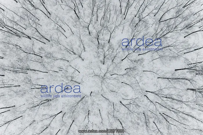 : Aerial view of woods after a snowfall, Marion County : Aerial view of woods after a snowfall, Marion County