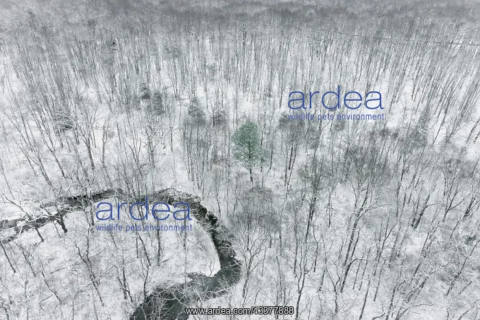 : Aerial view of woods after a snowfall, Marion County : Aerial view of woods after a snowfall, Marion County