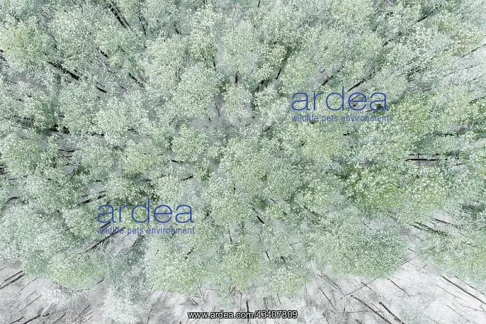 : Aerial view of woods and white pine trees after : Aerial view of woods and white pine trees after