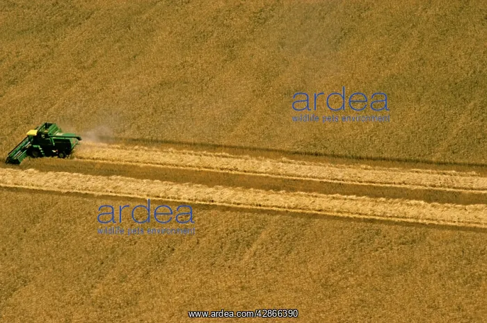 : Aerial - Wheat being harvested - combine harvester at work : Aerial - Wheat being harvested - combine harvester at work