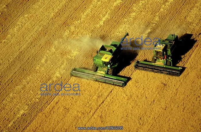 : Aerial - Wheat being harvested two combine harvesters : Aerial - Wheat being harvested two combine harvesters