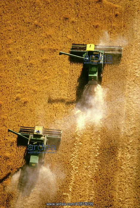 : Aerial - Wheat being harvested two combine harvesters : Aerial - Wheat being harvested two combine harvesters