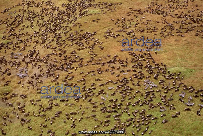  : Aerial - Wildebeest during migration