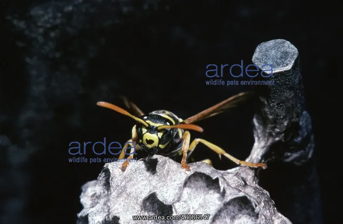 : Aerial Yellowjacket : Aerial Yellowjacket