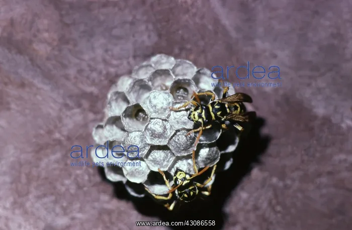: Aerial Yellowjackets : Aerial Yellowjackets