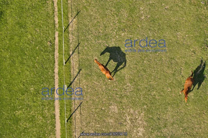 : Aeriel view of Horses in a meadow in Touraine France : Aeriel view of Horses in a meadow in Touraine France