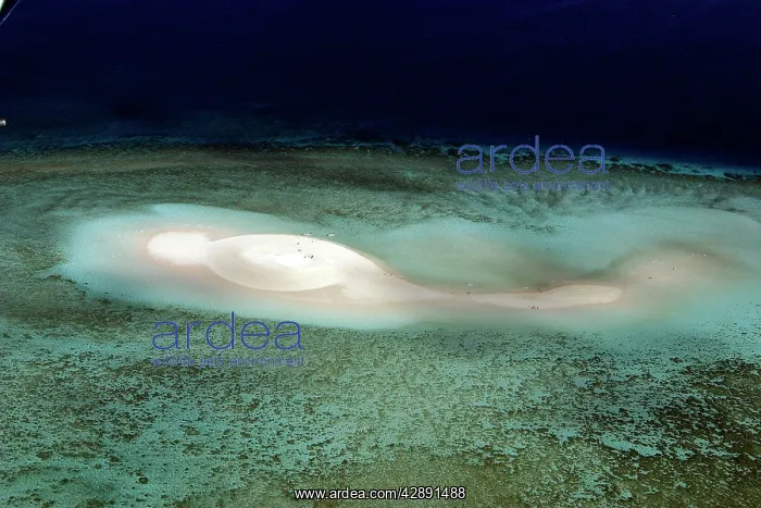 : Aeriel view of white sand beach, Mayotte, Comoros Islands : Aeriel view of white sand beach, Mayotte, Comoros Islands