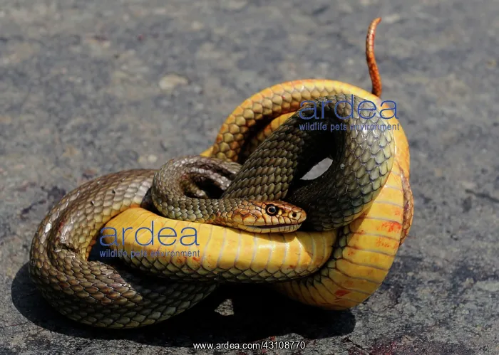 : Aesculapian snake (Elaphe longissima) crushed by : Aesculapian snake (Elaphe longissima) crushed by