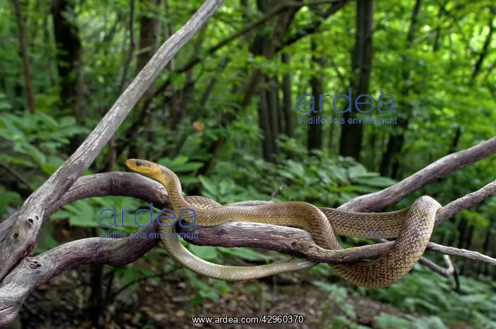 : Aesculapian Snake - in habitat : Aesculapian Snake - in habitat