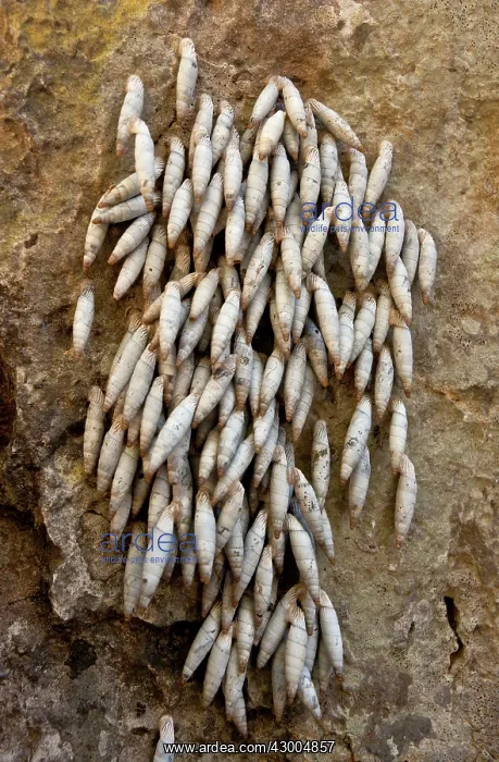 : Aestivating Cretan Door Snails : Aestivating Cretan Door Snails