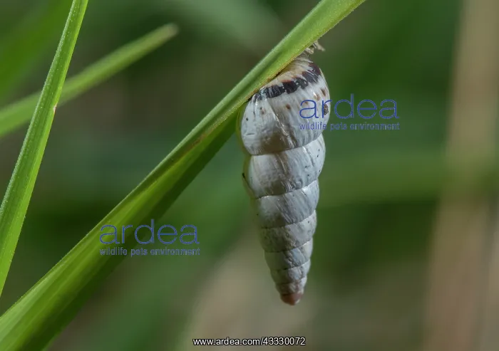  : An aestivating Pointed Snail, Cochlicella acuta
