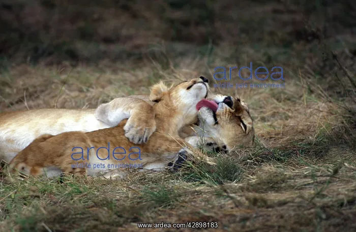 : Affectionate lions : Affectionate lions