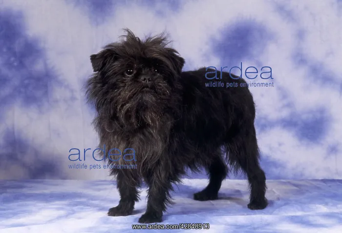 : AFFENPINSCHER DOG -STUDIO : AFFENPINSCHER DOG -STUDIO