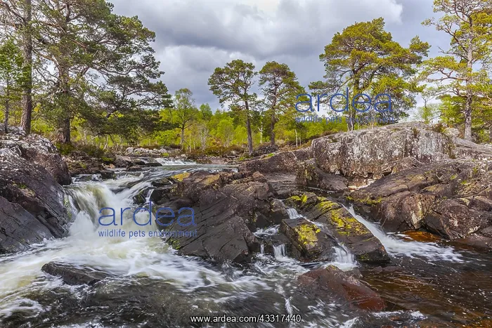 : Affric River - wild river Affric cascading through : Affric River - wild river Affric cascading through