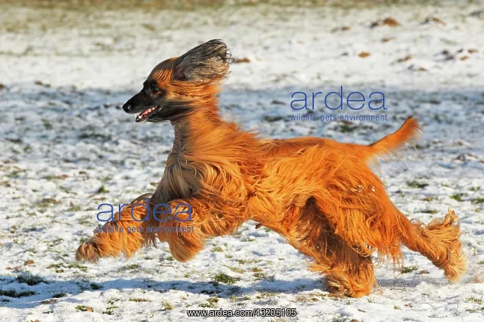 : Afghan dog (Canis lupus familiaris), male, running : Afghan dog (Canis lupus familiaris), male, running