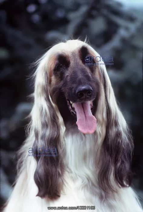 : AFGHAN DOG - close-up of head, tongue out : AFGHAN DOG - close-up of head, tongue out