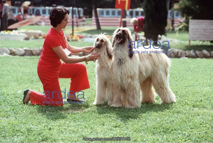 : AFGHAN DOGS AT SHOW with owner : AFGHAN DOGS AT SHOW with owner