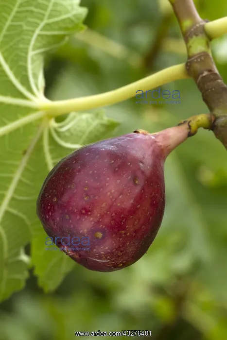 : Afghan fig (Ficus afghanistanica) : Afghan fig (Ficus afghanistanica)