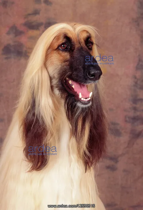 : AFGHAN HOUND DOG - head : AFGHAN HOUND DOG - head