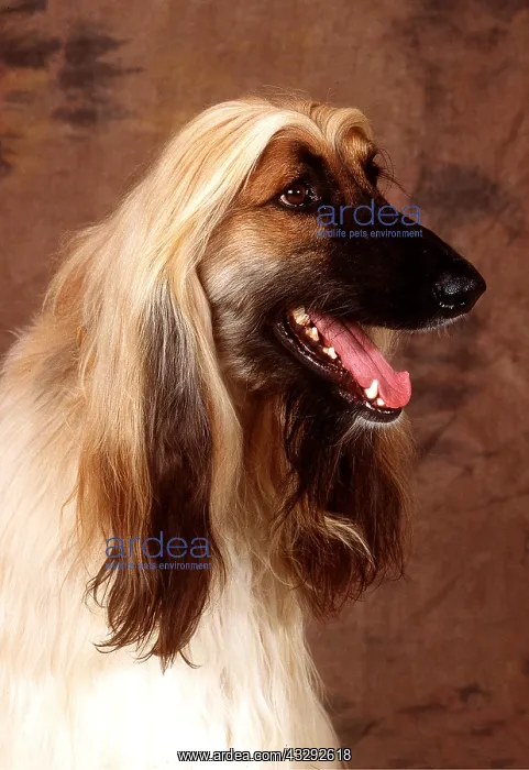 : AFGHAN HOUND DOG - head : AFGHAN HOUND DOG - head