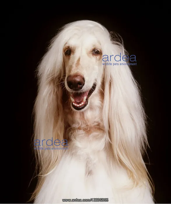 : Afghan hound DOG - head shot : Afghan hound DOG - head shot
