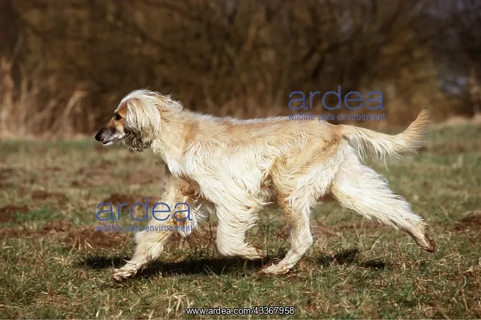 : AFGHAN HOUND DOG running side view : AFGHAN HOUND DOG running side view