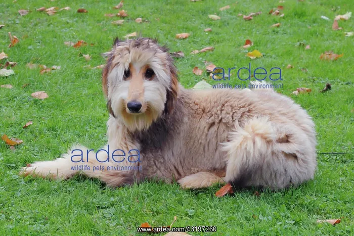: Afghan hound dog sitting in a meadow, Germany, Europe : Afghan hound dog sitting in a meadow, Germany, Europe