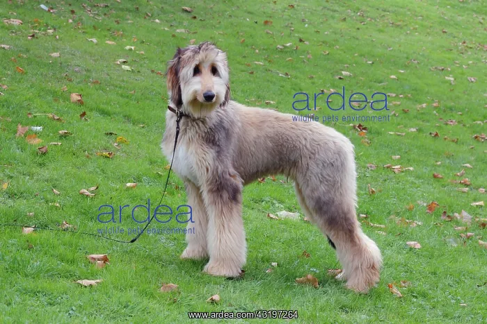 : Afghan hound dog standing in a meadow, Germany : Afghan hound dog standing in a meadow, Germany
