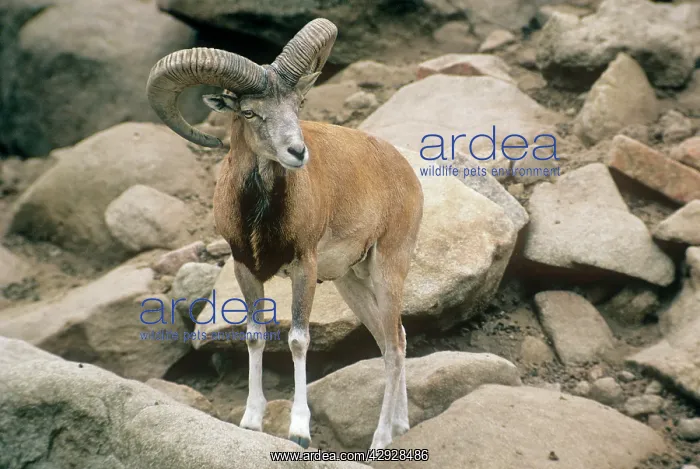 : AFGHAN URIAL SHEEP - MALE : AFGHAN URIAL SHEEP - MALE