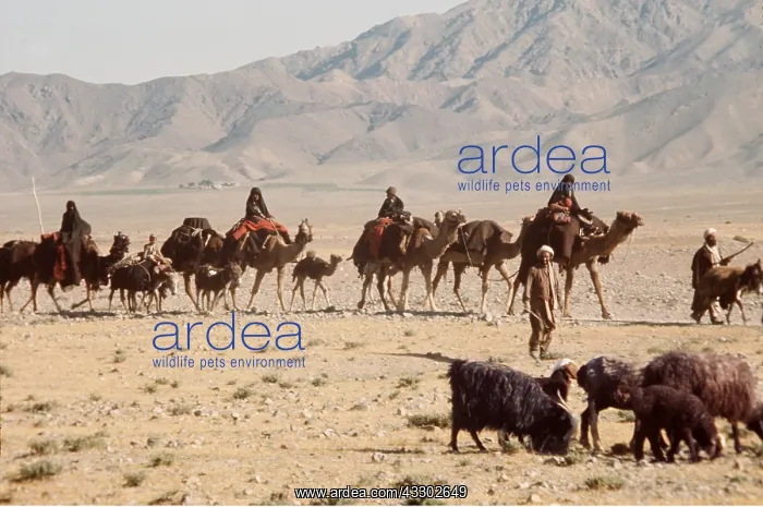 : AFGHANISTAN - Nomads and Camel train : AFGHANISTAN - Nomads and Camel train