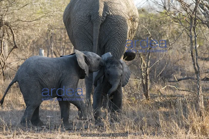 : Afikaanse olifant : Afikaanse olifant